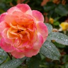 Orange Rose